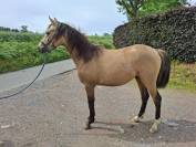 Etalon 2 ans