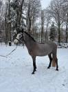 hongre Connemara 4ans prometteur 