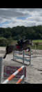 hongre Connemara 4ans prometteur 
