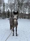 hongre Connemara 4ans prometteur 