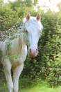 Cheval Azt&egrave;que 3 ans &agrave; vendre