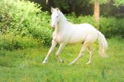 Cheval Azt&egrave;que 3 ans &agrave; vendre