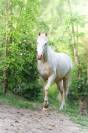 Cheval Azt&egrave;que 3 ans &agrave; vendre