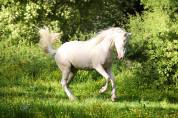 Cheval Azt&egrave;que 3 ans &agrave; vendre