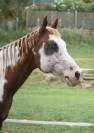 Castrone Paint Horse