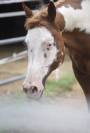 Castrone Paint Horse