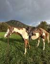 Castrone Paint Horse