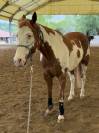 Castrone Paint Horse