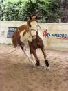 Castrone Paint Horse