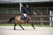 Ruin Franse rijpony PFS Te koop 2013 Isabel ,  VIERSEN K