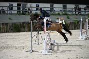 Ruin Franse rijpony PFS Te koop 2013 Isabel ,  VIERSEN K