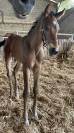 Tr&egrave;s beau poulain SF &agrave; r&eacute;server(Dartagnan de Belliard)