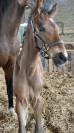 Tr&egrave;s beau poulain SF &agrave; r&eacute;server(Dartagnan de Belliard)