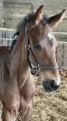 Tr&egrave;s beau poulain SF &agrave; r&eacute;server(Dartagnan de Belliard)