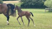 Tr&egrave;s beau poulain SF &agrave; r&eacute;server(Dartagnan de Belliard)
