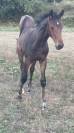 Tr&egrave;s beau poulain SF &agrave; r&eacute;server(Dartagnan de Belliard)