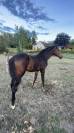 Tr&egrave;s beau poulain SF &agrave; r&eacute;server(Dartagnan de Belliard)