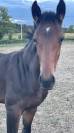 Tr&egrave;s beau poulain SF &agrave; r&eacute;server(Dartagnan de Belliard)