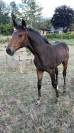 Tr&egrave;s beau poulain SF &agrave; r&eacute;server(Dartagnan de Belliard)