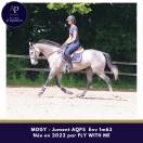 Mare AQPS For sale 2022 Grey