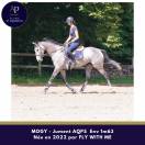 Mare AQPS For sale 2022 Grey