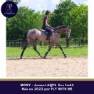 Mare AQPS For sale 2022 Grey