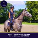 Mare AQPS For sale 2022 Grey