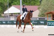 Cheval hanovrien dressage