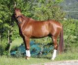 Cheval hanovrien dressage