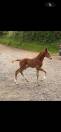 Foal SF (le tot de semilly/Quidam de revel)