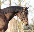 Caballo entero KWPN Caballo de Deporte Neerland&eacute;s En venta 2020 Bocifuego por Next Romancier