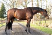 Caballo entero KWPN Caballo de Deporte Neerland&eacute;s En venta 2020 Bocifuego por Next Romancier