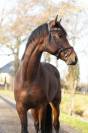 Caballo entero KWPN Caballo de Deporte Neerland&eacute;s En venta 2020 Bocifuego por Next Romancier