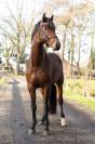 Caballo entero KWPN Caballo de Deporte Neerland&eacute;s En venta 2020 Bocifuego por Next Romancier
