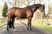 Caballo entero KWPN Caballo de Deporte Neerland&eacute;s En venta 2020 Bocifuego por Next Romancier