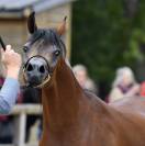 Jument championne de France 
