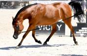 Jument championne de France 
