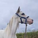 Top poney