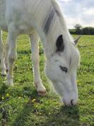 Top poney