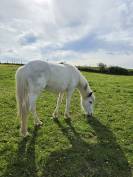 Top poney