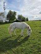 Top poney