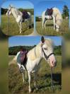 Top poney