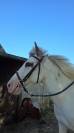 Top poney
