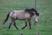 Poney welsh par bred