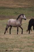 Poney welsh par bred