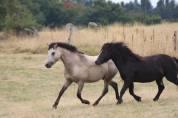Poney welsh par bred