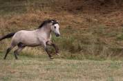 Poney welsh par bred