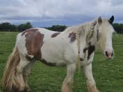 Gypsy cob