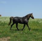 REVA Pouliche croisee prex arabe x rocky mountain horse