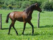 REVA Pouliche croisee prex arabe x rocky mountain horse